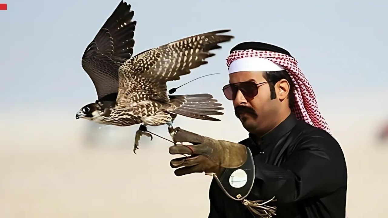 Govt to regulate falcon trade